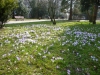 Frühling 006