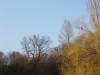 Frühling 016